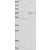 Western Blot: AARSD1 Antibody [NBP1-81144] Lane 1: Marker [kDa] 250, 130, 95, 72, 55, 36, 28, 17, 10 | Lane 2: Negative control (vector only transfected HEK293T lysate) | Lane 3: Over-expression Lysate (Co-expressed with a C-terminal myc-DDK tag (~3.1 kDa) in mammalian HEK293T cells.